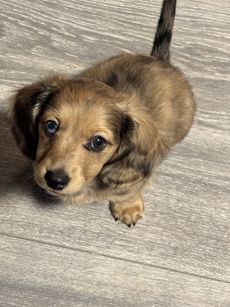 Entry image for Tilly. Clicking this image will show a larger photo