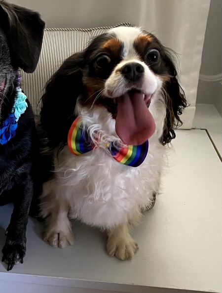 Entry image for Charlie. Clicking this image will show a larger photo