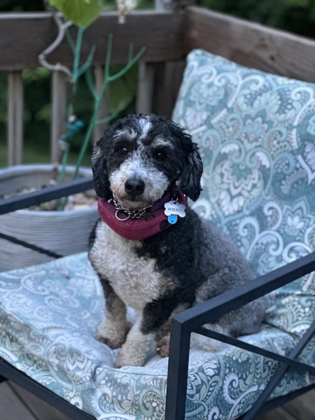 Entry image for Wilma. Clicking this image will show a larger photo