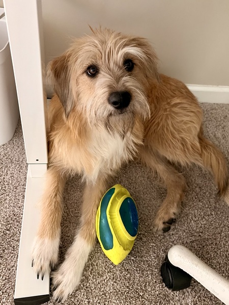 Entry image for Junie. Clicking this image will show a larger photo