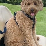 Entry image for Bruno