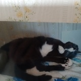 Entry image for Charlie 