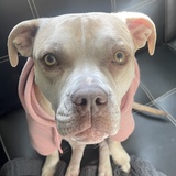 Entry image for Shinka