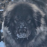 Entry image for Dixie