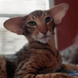 Entry image for Billy