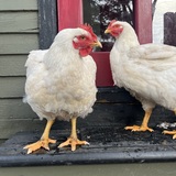 Entry image for Nancy