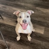 Entry image for Ditto