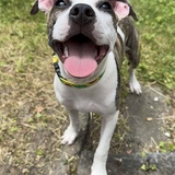 Entry image for Jellybean