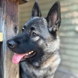 Entry image for Ellie