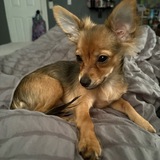 Entry image for Maya