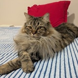 Entry image for Nunu