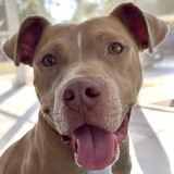 Entry image for Stella