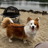 Entry image for Navi