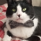 Entry image for Sullivan