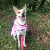 Entry image for Junie B.  Jones