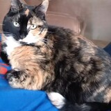 Entry image for Pea-J