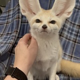 Entry image for Bella