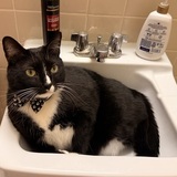 Entry image for Gus Gus