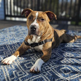 Entry image for Dash