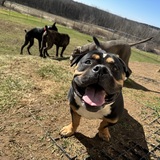 Entry image for Picasso