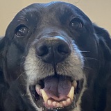 Entry image for Sammy Lou