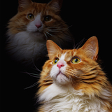 Entry image for Laszlo