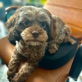 Entry image for Olive