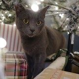 Entry image for Tulip 