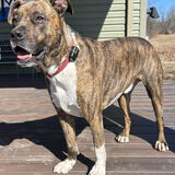 Entry image for Tyke