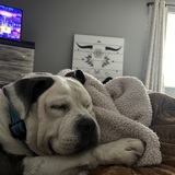 Entry image for Murphy