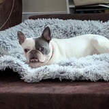 Entry image for Willow