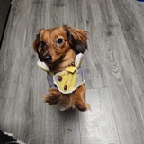 Entry image for Zoie 