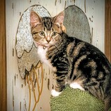 Entry image for Penny