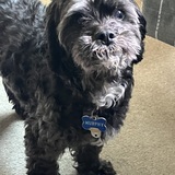 Entry image for Murphy