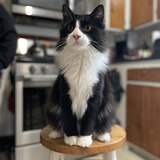 Entry image for Frank B/K/A Tank