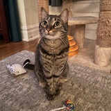 Entry image for Gemma