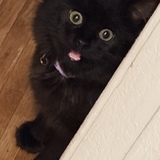 Entry image for Biggs Grace McGregor