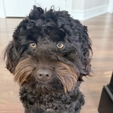 Entry image for Jazzi