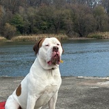 Entry image for Hank the Tank 