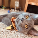 Entry image for Sir Tuna Greygoose Volney (Aka Tuna)