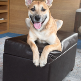 Entry image for Lambeau