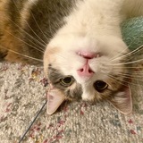 Entry image for Stella