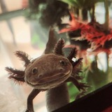 Entry image for Poseidon