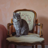 Entry image for Olive