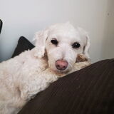 Entry image for Rocky