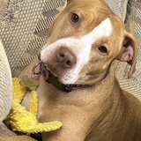 Entry image for Harley