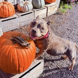 Entry image for Zucchini