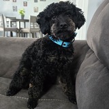 Entry image for Leonardo