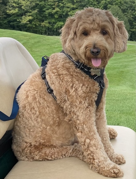 Entry image for Bruno. Clicking this image will show a larger photo