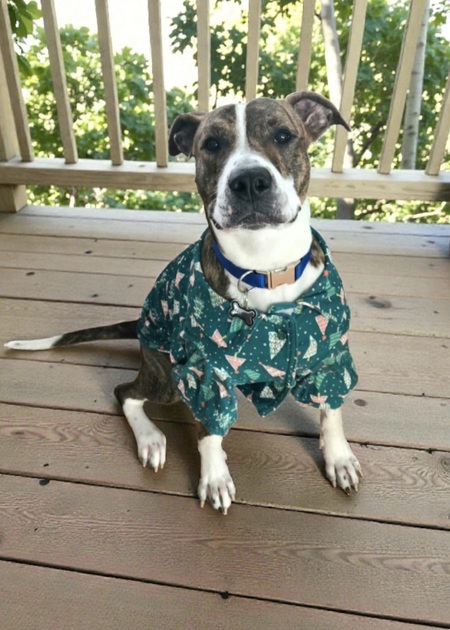 Entry image for Rusty. Clicking this image will show a larger photo